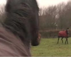 A horse sees his long lost mate. When he runs up to him, their reunion is unforgettable