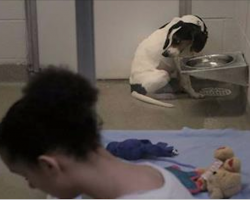 Shelter dogs feel lonely, so the Humane Society came up with a genius idea to help