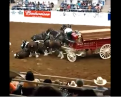 Clydesdale horses take a tumble during the show, but what follows is nothing short of amazing