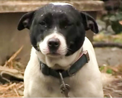 Rescuers Find This Dog Chained Outside In The Rain – Watch His Face When He Sees Them Coming