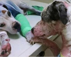 Rescue Dog Tenderly Reaches His Paw Out To Comfort Abused Puppy