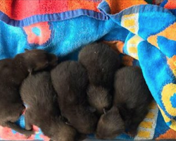Man finds 5 abandoned puppies in garden, later realizes they’re something else entirely