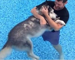 Man Lovingly Eases Senior Husky Into The Pool To Comfort His Aging Legs