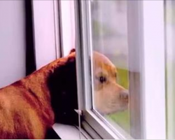 This dog waits patiently for his owner to come home every day. Every dog lover must watch this footage