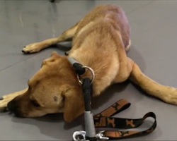 Rescue dog was so traumatized he’d pee when touched, but watch when they muzzle him