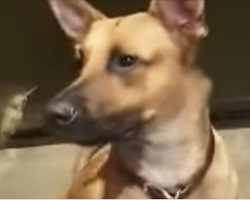 Orphaned Hummingbird Loves The Once Feral Dog Who Rescued Her
