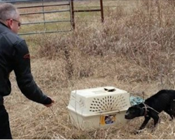 Motorcyclists Save Neglected Dog Thrown Away In Crate On Side Of Rural Road