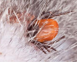 How To Safely Remove Ticks From Your Pet