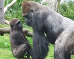 Watch How This Gorilla Dad Handles His Misbehaving Son