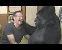 Koko the gorilla mourns the loss of her special friend, Robin Williams