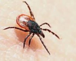 Doctors Warning Public About Ticks Carrying A Virus More Deadly Than Lyme Disease