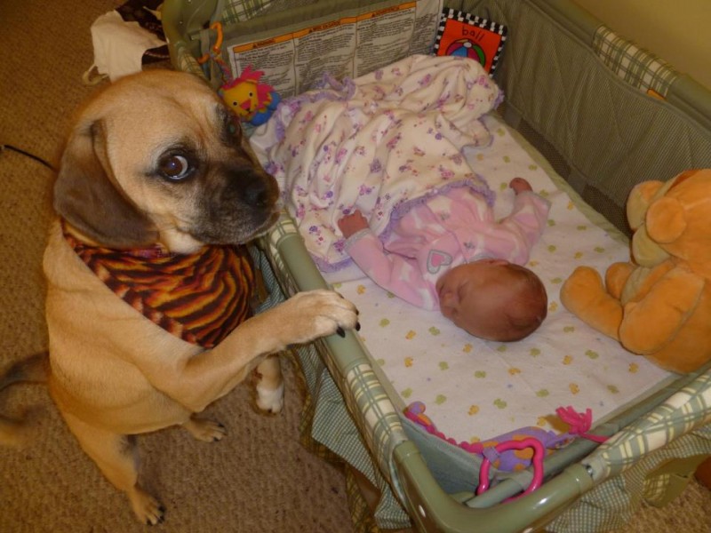 03-dogs-with-babies
