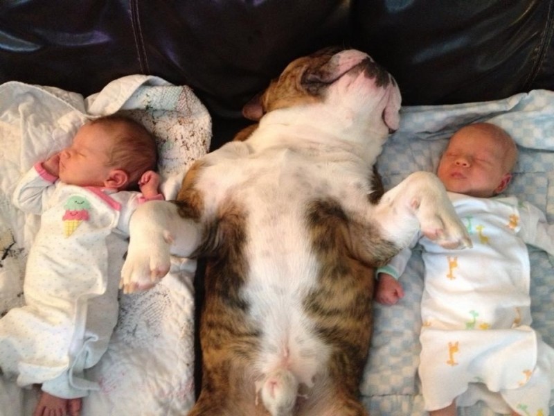 05-dogs-with-babies