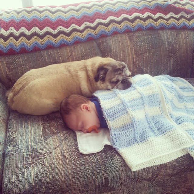 09-dogs-with-babies