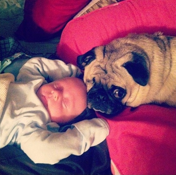 11-dogs-with-babies
