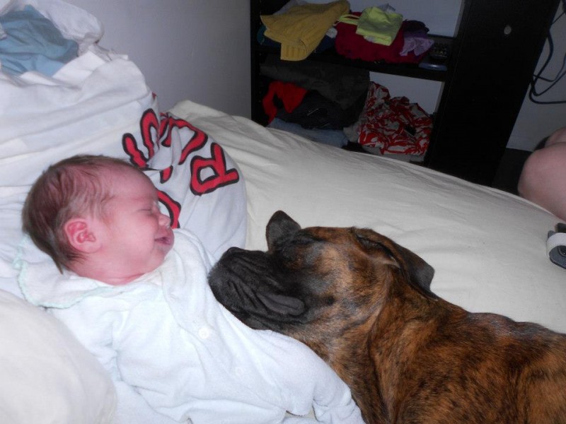 14-dogs-with-babies