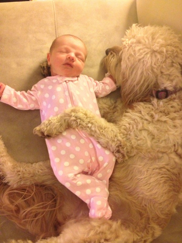 15-dogs-with-babies