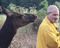 Firefighter Is Battling a Wildfire When an Elk Walks up Behind Him…but Watch What Happens!