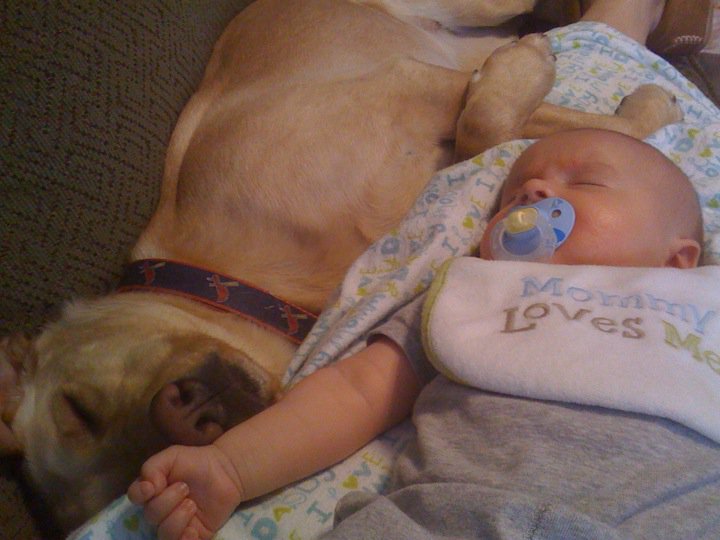 16-dogs-with-babies