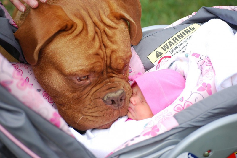 17-dogs-with-babies