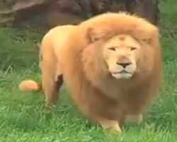 Lion was bored. Zookeeper threw him a toy, but was caught off guard by lion’s reaction