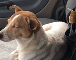 Truck driver couldn’t help but save the abandoned dog off highway, but the dog insisted that his friend come too