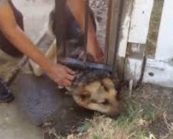 Firefighters Work To Free German Shepherd Dog From Tight Spot