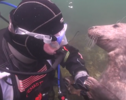 Diver doesn’t understand what seal wants – until it grabs his hand