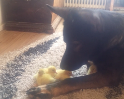 Gentle German Shepherd Watches Over Baby Ducks