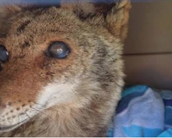 Rescuers Save A Blind Coyote And Are Shocked Weeks Later When They Open The Door To Her Pen