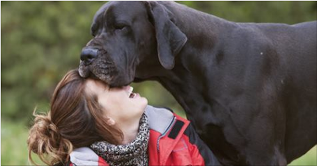 The 10 Most Expensive Dog Breeds To Own