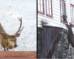 Widow Befriends Stag Who Visits Her Mountainside Home Every Day