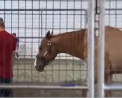 Horses find new life off the track healing veterans