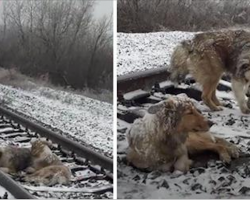 Dog is stuck on railroad tracks for 2 days. Brother keeps her warm and fed until help arrives