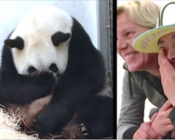 Pregnant Panda Gives Birth On Camera, But When She Lifts Paw To Reveal Baby, Keepers Sob