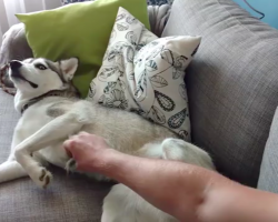 Husky Demands Nonstop Belly Rubs From Her Owner In The Most Hilarious Way