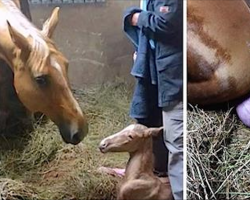 Pregnant Horse Gives Birth To Foal, But They Notice Her Strange Afterbirth And Come Running