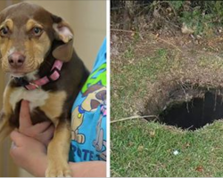 Rescue dog barks incessantly at owner, leads owner to a ditch where naked little girl lies