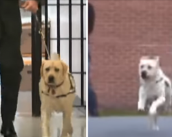 Man Brings His Service Dog To A Prison Yard For A Very Unexpected Reunion