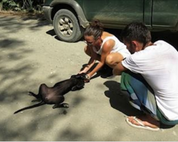 Stray Dog Collapses And Starts Crying When She Realizes That Humans Have Come To Help Her