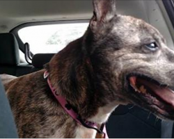 Shelter Staff In Tears As Dog Who Waited 11 Years Heads Home With Her Forever Family