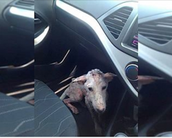 Beat-up homeless stray hops into woman’s car, makes stunning transformation with love and care