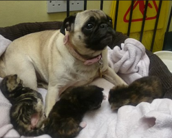 They Were Found Abandoned In A Stairwell. They’d Grow Up Without A Mom, Until This Pug Stepped In