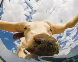 Bucket’s Eye-View of Desert Animals Drinking Water Is Uniquely Surprising