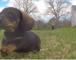 Dachshund Puppies Happily Explore And Play