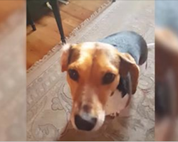 Family Adopts Dog, Discovers Hidden Talent That Has Everyone In Laughter