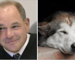 Meet The Judge Who Gives “Creative” Sentences To Animal Abusers