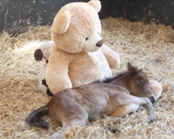 Abandoned pony dearly misses mom. Then rescuers give him a teddy bear to cuddle with