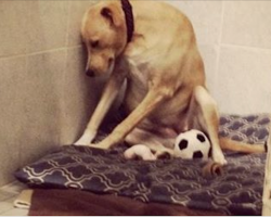 Dog Returned To Rescue So Depressed She Refuses To Leave Kennel