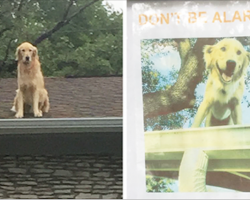 Family Makes Sign To Explain Why Their Dog Is On The Roof, And It Becomes An Internet Sensation